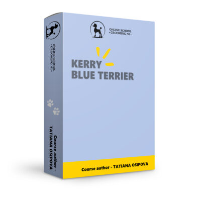 Kerry Blue terrier